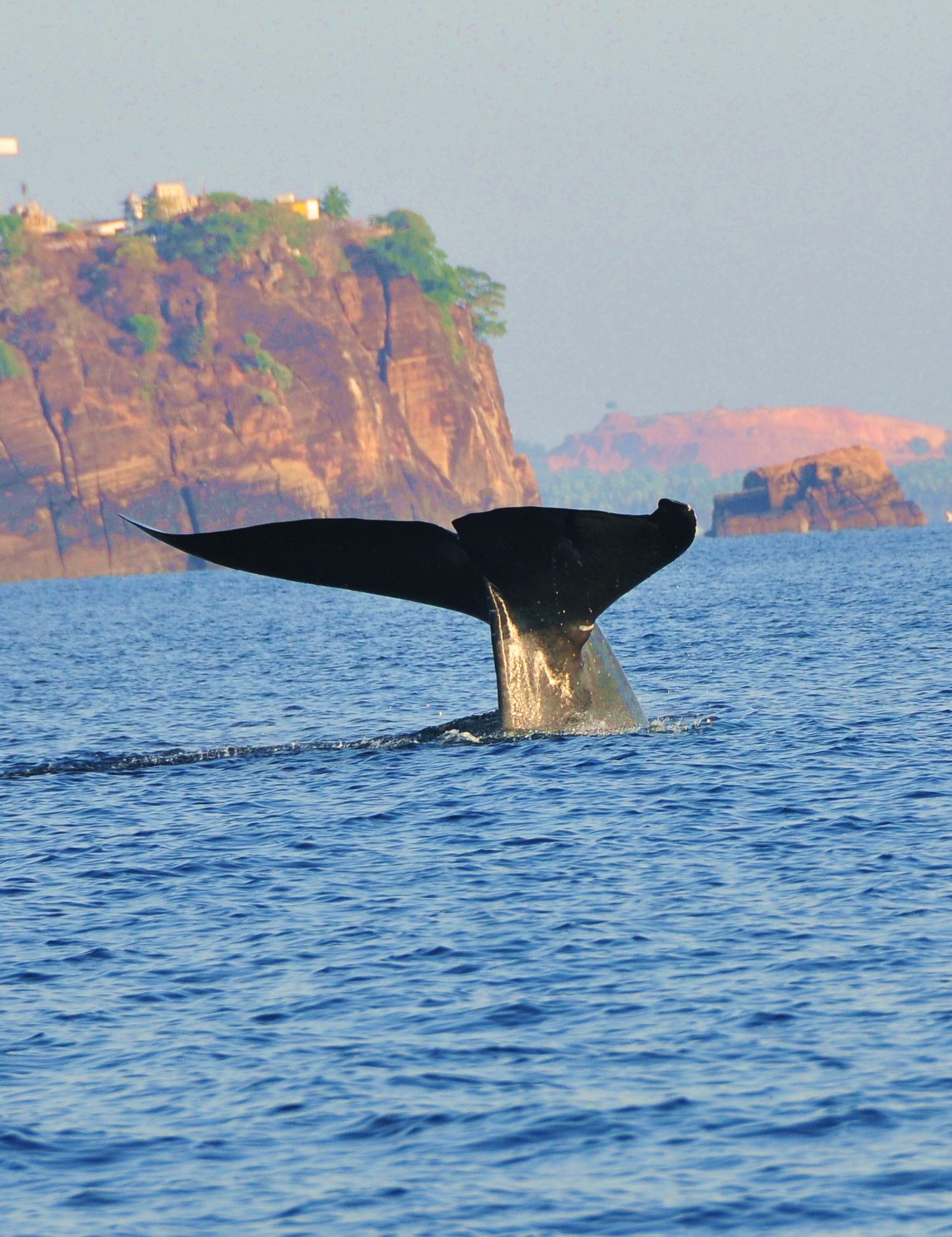 Blue whales, deep water